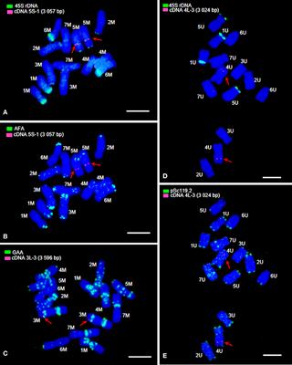Development of DNA Markers From Physically Mapped Loci in Aegilops comosa and Aegilops umbellulata Using Single-Gene FISH and Chromosome Sequences